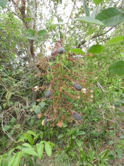 Hirtella