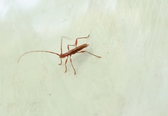 Chenoderus testaceus