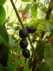 Alyxia stellata