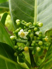 Psychotria mariniana