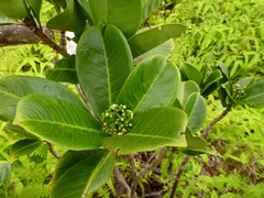 Psychotria mariniana