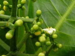 Psychotria mariniana