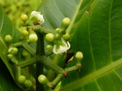 Psychotria mariniana