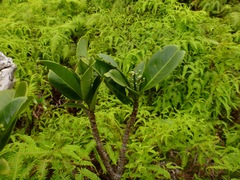 Psychotria mariniana