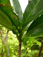Psychotria mariniana