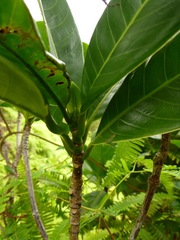 Psychotria mariniana