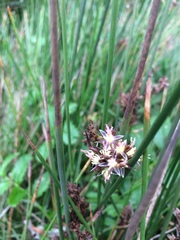 Juncus balticus ater