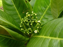 Psychotria mariniana