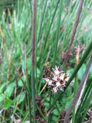 Juncus balticus ater