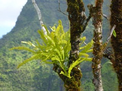 Korthalsella complanata