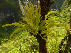 Korthalsella complanata