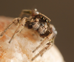 Habronattus festus