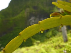 Korthalsella complanata