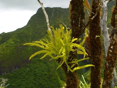 Korthalsella complanata