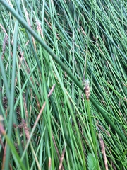 Juncus balticus ater