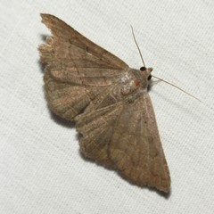 Lesmone griseipennis