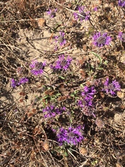 Monardella sinuata nigrescens