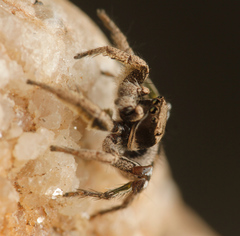 Habronattus festus