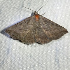 Lesmone griseipennis