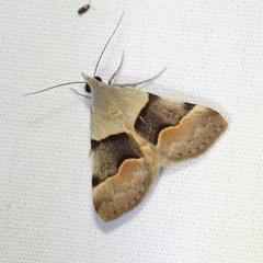 Hemeroplanis incusalis