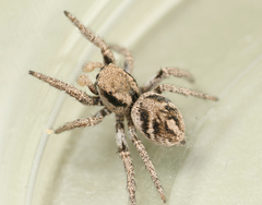 Habronattus festus