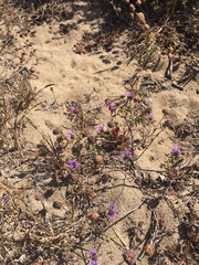 Monardella sinuata nigrescens