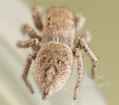 Habronattus festus