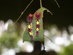 Morpho helenor