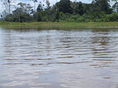 Sotalia fluviatilis