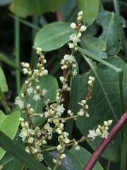Muehlenbeckia tamnifolia