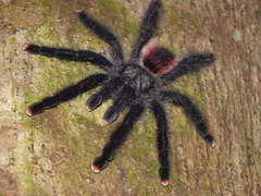 Avicularia juruensis