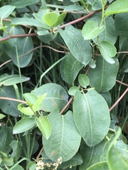 Muehlenbeckia tamnifolia