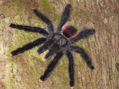 Avicularia juruensis