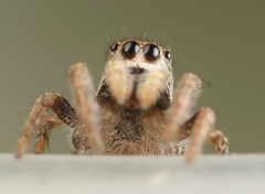 Habronattus festus