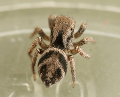 Habronattus festus
