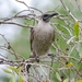 Little Friarbird - Photo (c) Tan Kok Hui, some rights reserved (CC BY-NC), uploaded by Tan Kok Hui