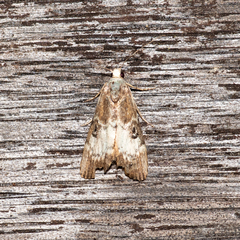 Heteromicta tripartitella