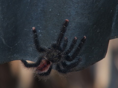 Avicularia juruensis