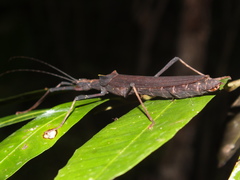 Pseudophasma