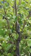 Mokopirirakau granulatus