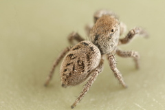 Habronattus festus