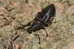 Otiorhynchus meridionalis