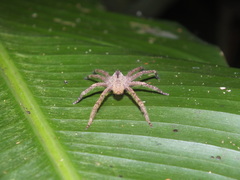 Phoneutria boliviensis