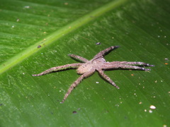 Phoneutria boliviensis