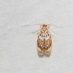 Piloprepes gelidella