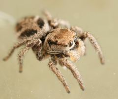 Habronattus festus