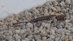 Varzea bistriata