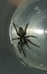 Gnaphosidae
