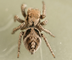 Habronattus festus