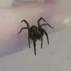 Gnaphosidae